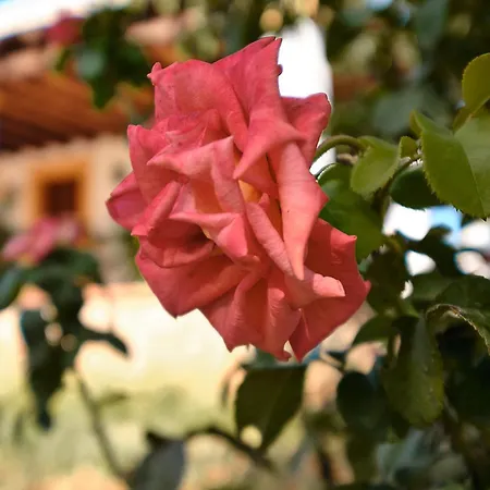 Roser - Santa Gertrudis